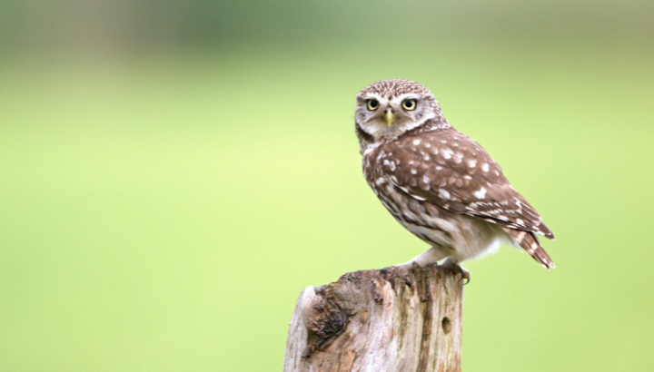 Des oiseaux à la ferme de la Grange Melot